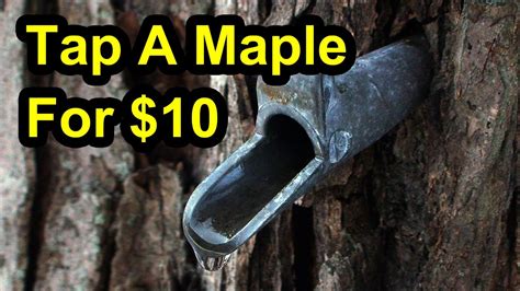 How To Tap Maple Trees Collect Maple Sap And Make Maple Syrup Youtube