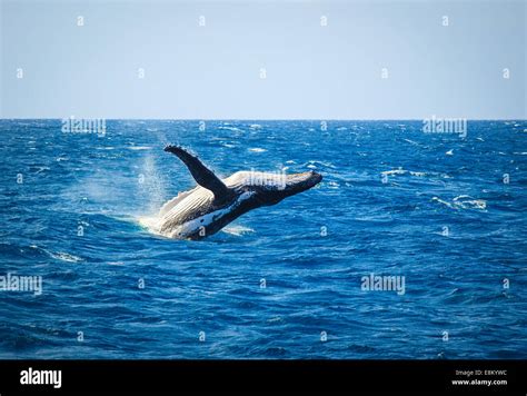 Blue whale breaching hi-res stock photography and images - Alamy