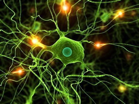 Le Cellule Della Microglia Giardiniere Del Cervello Le Scienze