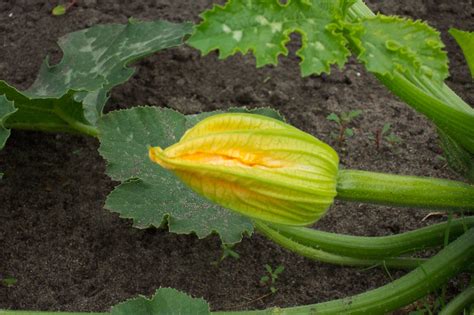 Zucchini Flower Free Stock Photo Public Domain Pictures