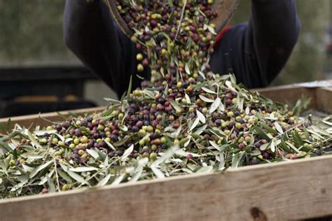 Olives Harvested Over A Net During Harvesting Season To Make Olive Oil