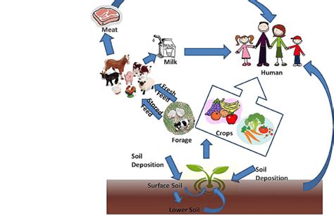 Terrestrial food chain pathways | Download Scientific Diagram