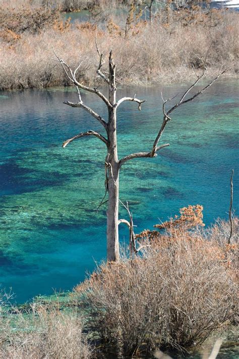 Winter Tree and Lake in Jiuzhaigou Stock Image - Image of highlands ...