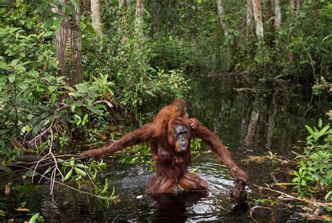 Five Places To See Wild Orangutans In Indonesia The Orangutan Blog