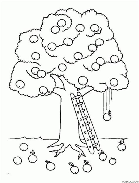 Fruit Pears Coloring Page Turkau