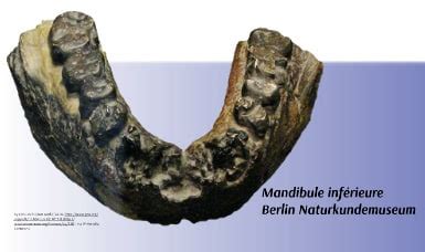 Homo Rudolfensis Mus Um