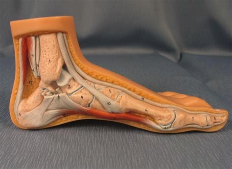 Medial Foot Model Diagram Quizlet