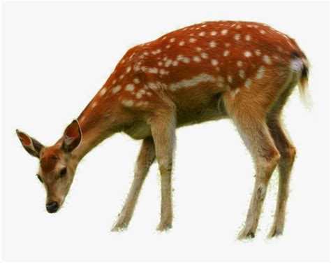 Bambi Thumper Deer Faline - Deer Eating Grass Drawing, HD Png Download ...