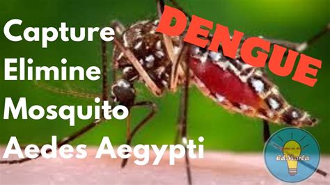 Dengue Armadilha Mosquiteira Youtube