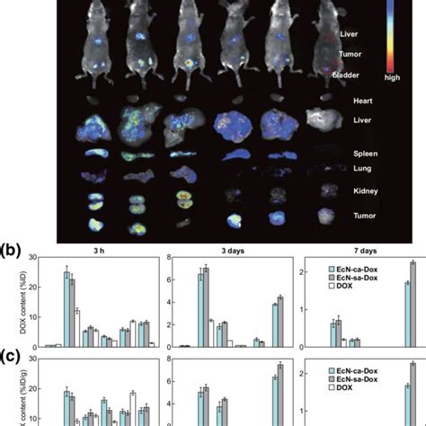 Confirming The Tumor Targeting Delivery Of Ecn A In Vivo Fluorescence