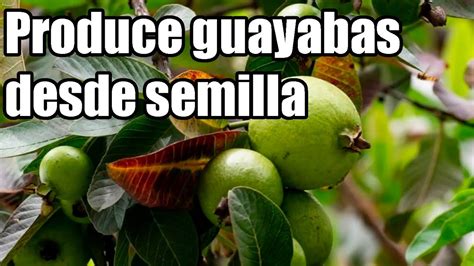 Cuanto Tarda En Dar Frutos La Guayaba Guayaba De Semilla Frutales