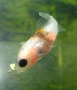 Baby Goldfish: How to take care of goldfish babies | The Goldfish Tank