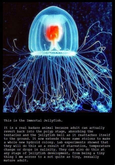 Immortal Jelly Fish Jellyfish Immortal Unbelievable Facts