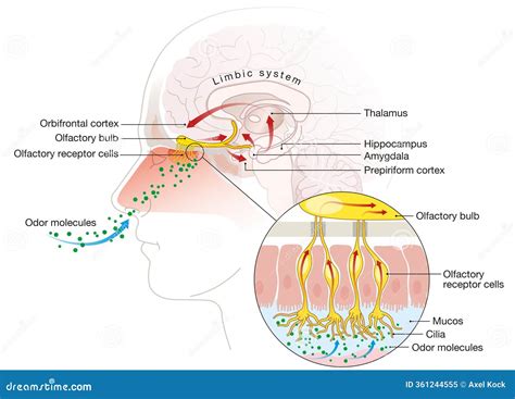 Olfactory Sense, Sense Of Smell, Detailed Illustration Of The Olfactory ... 