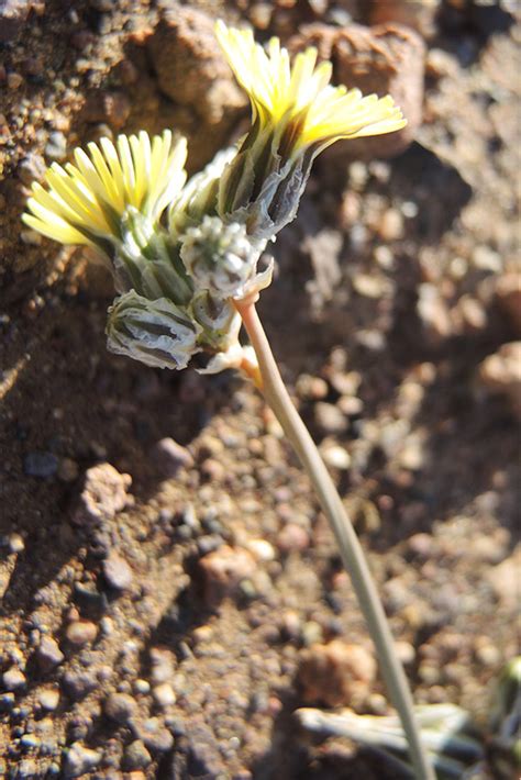 Launaea Capitata