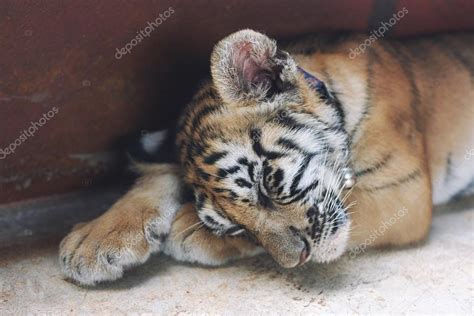 Baby Tigers Sleeping