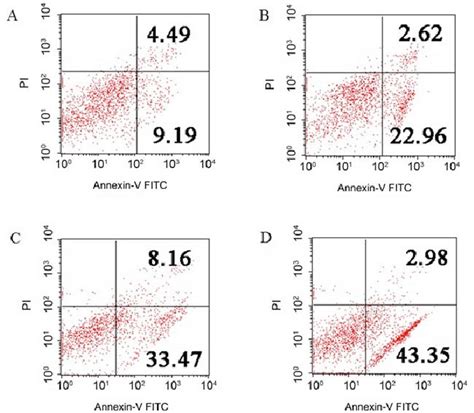 Identification Of Apoptosis By The FCM Assay Of Annexin V PI Double