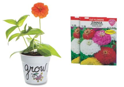 Grow Your Own Zinnia Flower Garden for Spring & Summer Season - S&S Blog