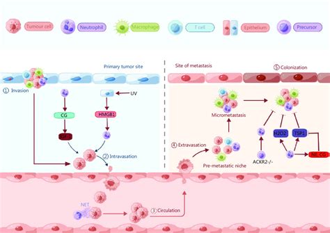 Neutrophils Are Involved In Metastatic Progression Neutrophils Are Download Scientific Diagram