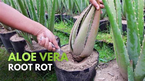 How To Manage Aloe Vera Root Rot YouTube