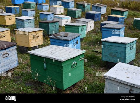 Beekeeping Hives Of Bees In The Apiary Painted Wooden Beehives With