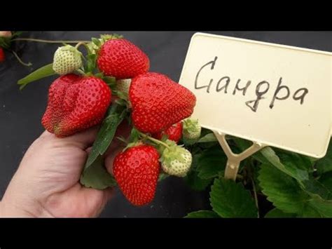 Сандра - клубника раннего срока созревания (Итальянский сорт) - YouTube