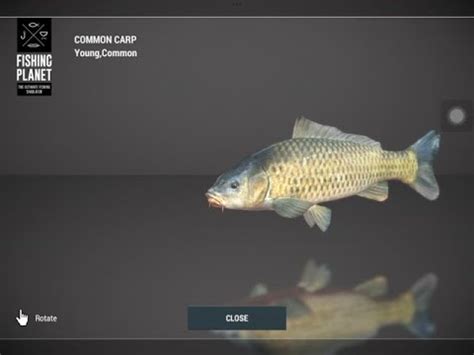 Fishing Planet Catch Common Carp In Neherrin River Youtube