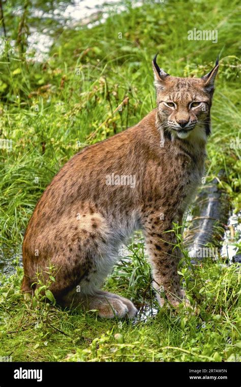 Eurasian Lynx Lynx Lynx Stock Photo Alamy