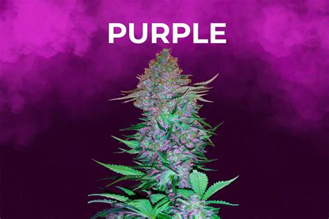 Purple Weed Blog De Madame Grow