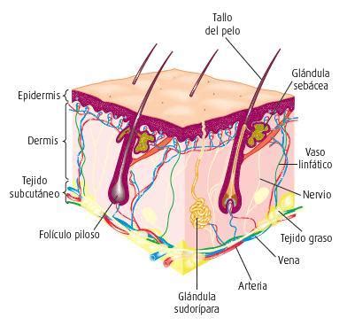 Diagrama Del Sistema Tegumentario