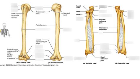 Anatomy Of The Humerus