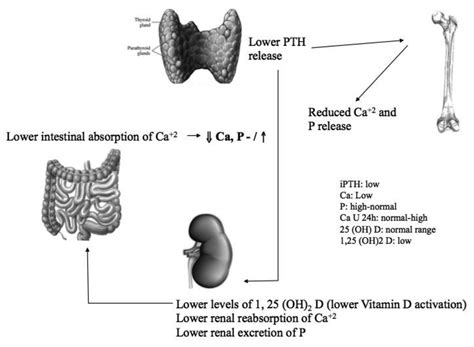 Postsurgical Hypoparathyroidism A Systematic Review In Vivo