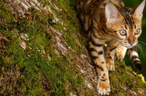 Los Perros Machos O Hembras Se Llevan Mejor Con Los Gatos