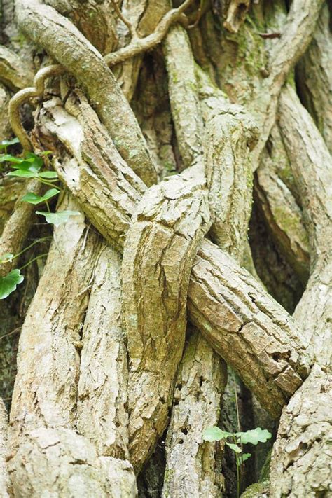 Viñas Gruesas Que Crecen Alrededor De Un Viejo Tronco De árbol Foto de