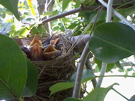 Baby Birds By Leipop On Deviantart