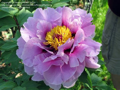 10 Seeds Chojuraku Tree Peony Seeds Perennial Authentic Etsy