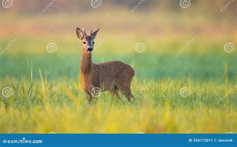 Tranquil Summer Scenery With Roe Deer Buck Looking In Green Grass Stock