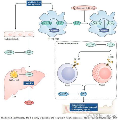 IL 1家族与炎症性疾病 受体