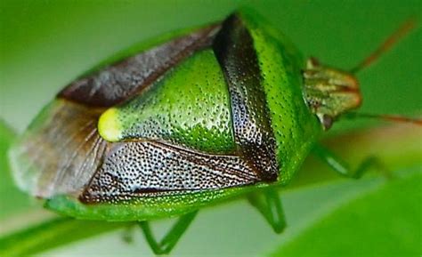 Stink Bug Banasa Dimidiata Banasa Dimidiata Bugguide Net