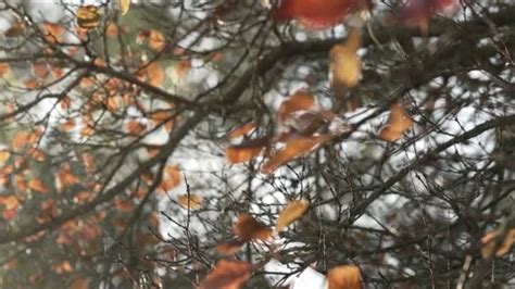 Golden Brown Autumnal Leaves On Naked Tr Stock Video Pond5