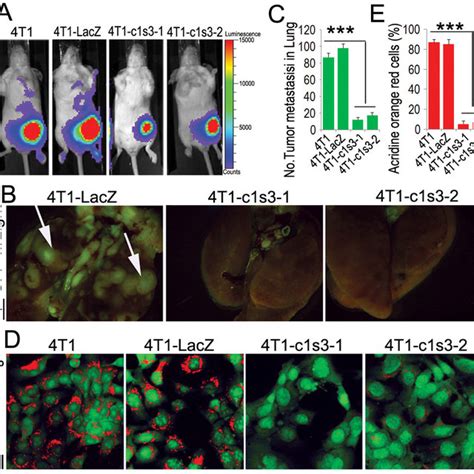 Atp6v1c1 Knockdown In 4t1 Tumor Cells Inhibits 4t1 Tumor Cells