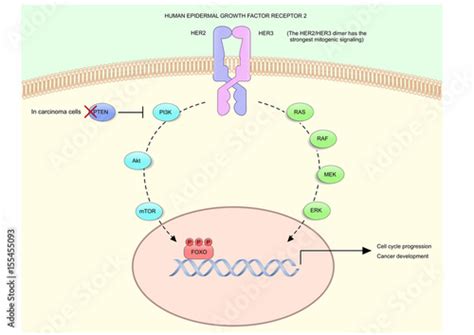 "HER2 (human epidermal growth factor receptor 2), or HER2/neu and its ...