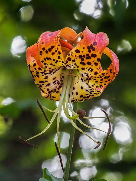 Lilium Michauxii Carolina Lily Or Michauxs Lily With Cr Flickr