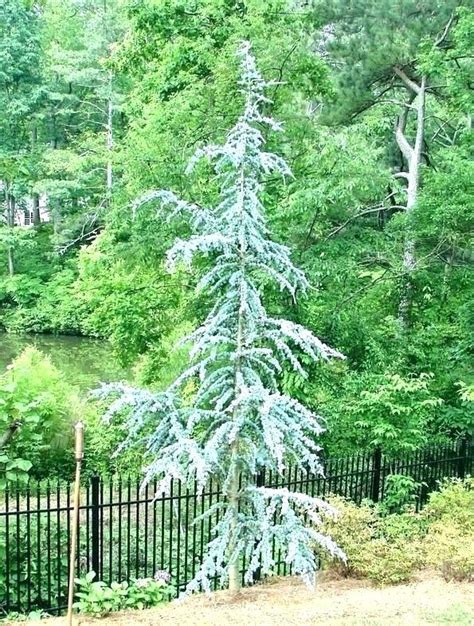 Horstmann Blue Atlas Cedar New Life Nursery