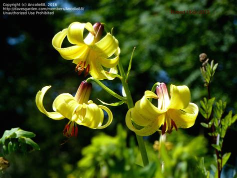 PlantFiles Pictures: Species Lilium, Crimea Lily (Lilium armenum) by ...