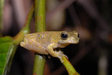 Species New To Science Herpetology • 2023 Litoria Gracilis L