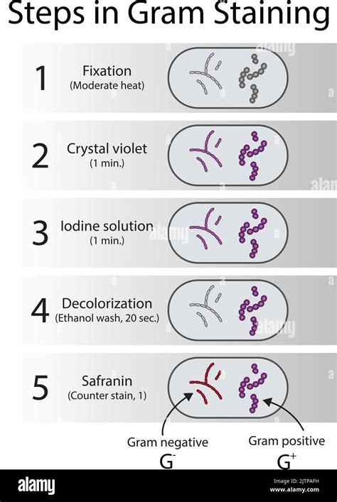 Diagram Showing Gram Staining Microbiology Lab Technique Steps Microbiology Laboratory Using