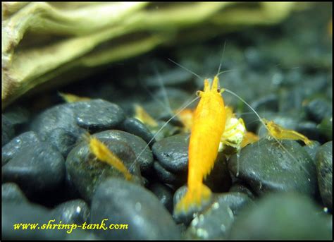 Shrimp Tank Orange Sakura Shrimp