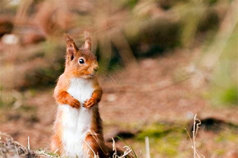 UK red squirrels are carrying leprosy and have been for decades | New ...