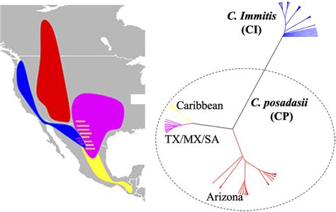 Biographical Distribution Of Coccidioidomycosis Patient Isolates Across
